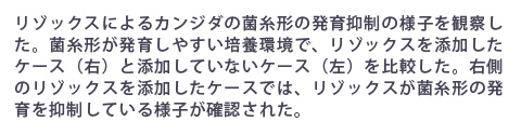 リゾックスによるカンジダの菌糸形の発育抑制の様子を観察した。菌糸形が発育しやすい培養環境で、リゾックスを添加したケース（右）と添加していないケース（左）を比較した。右側のリゾックスを添加したケースでは、リゾックスが菌糸形の発育を抑制している様子が確認された