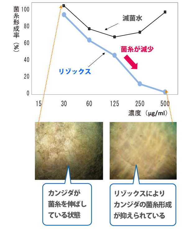 滅菌水とリゾックス　カンジダが菌糸を伸ばしている状態から比較したグラフ　濃度が500緕贀/mlの時、リゾックスはカンジダの菌糸形成を抑えられていた。滅菌水はほぼ初期状態と変わっていなかった