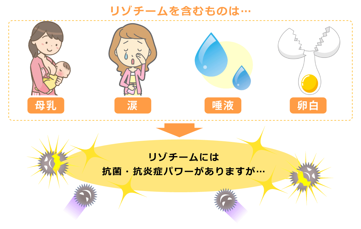 リゾチームを含むもの：母乳、涙、唾液、卵白（抗菌・抗炎症パワー）