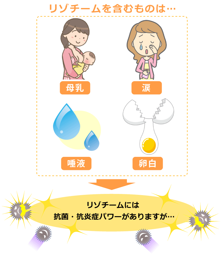 リゾチームを含むもの：母乳、涙、唾液、卵白（抗菌・抗炎症パワー）