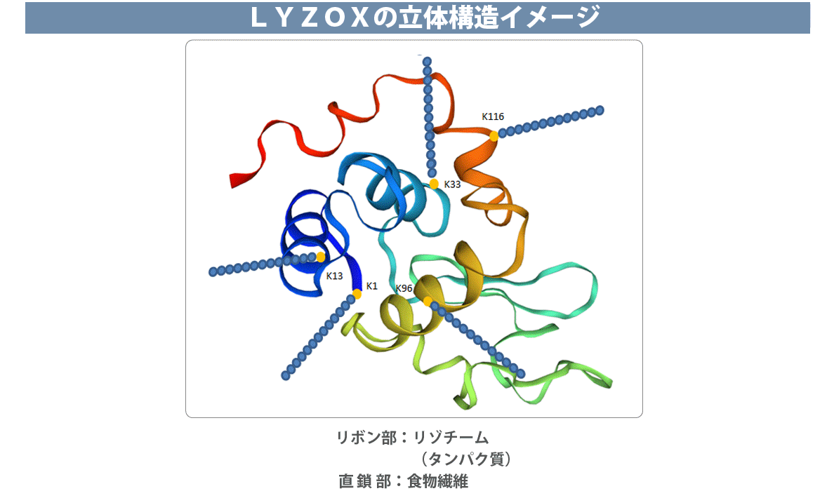 LYZOXの原材料と立体構造イメージ図