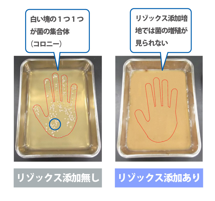 リゾックス添加無し：白い塊の１つ１つが菌の集合体（コロニー）　リゾックス添加あり：リゾックス添加培地では菌の増殖が見られない