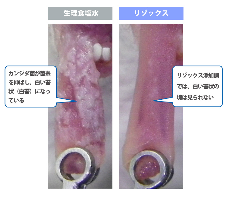 生理食塩水：カンジダ菌が菌糸を伸ばし、白い苔状（白苔）になっている　リゾックス：リゾックス添加側では、白い苔状の塊は見られない