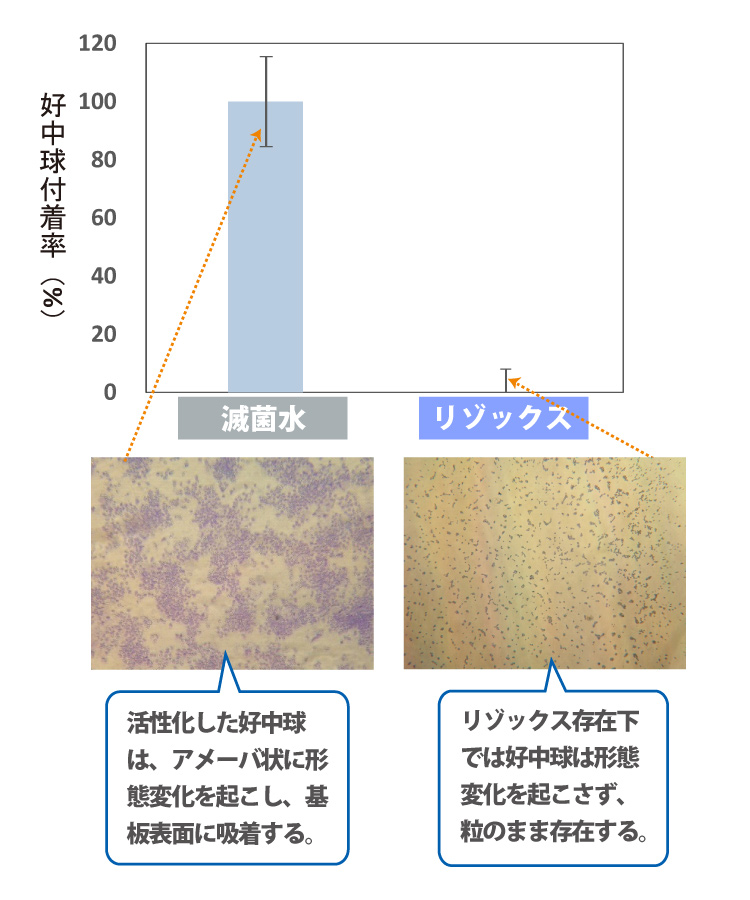 滅菌水：活性化した好中球は、アメーバ状に形態変化を起こし、基板表面に吸着する。　リゾックス：リゾックス存在下では好中球は形態変化を起こさず、粒のまま存在する。