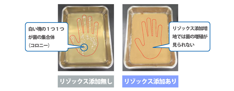 リゾックス添加無し：白い塊の１つ１つが菌の集合体（コロニー）　リゾックス添加あり：リゾックス添加培地では菌の増殖が見られない