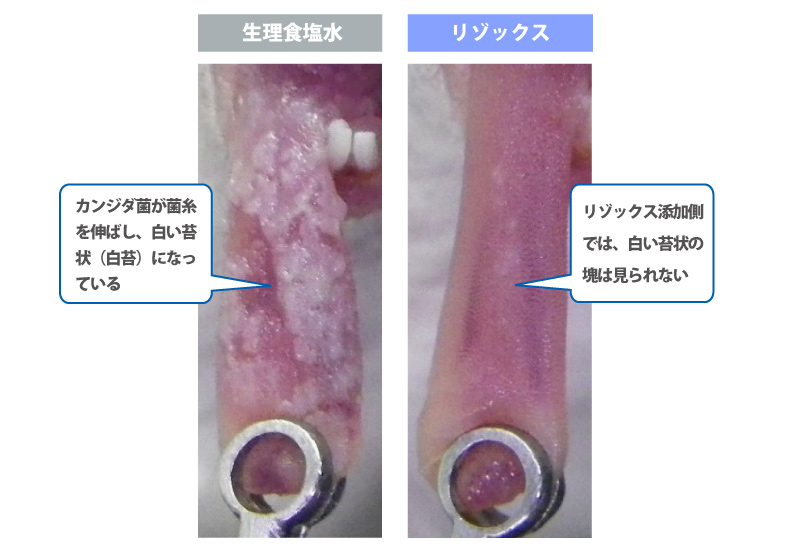 生理食塩水：カンジダ菌が菌糸を伸ばし、白い苔状（白苔）になっている　リゾックス：リゾックス添加側では、白い苔状の塊は見られない