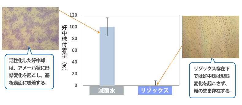 滅菌水：活性化した好中球は、アメーバ状に形態変化を起こし、基板表面に吸着する。　リゾックス：リゾックス存在下では好中球は形態変化を起こさず、粒のまま存在する。